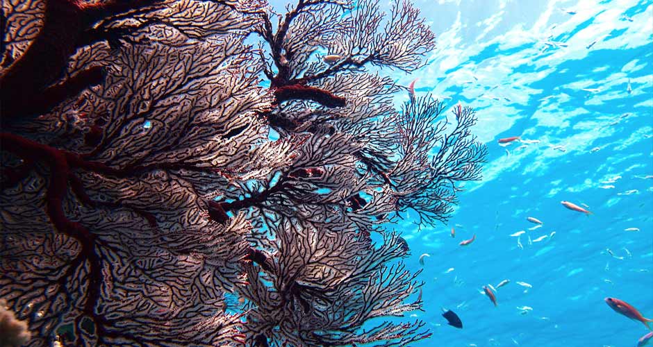 Martinique Tauchen / Tauchreisen